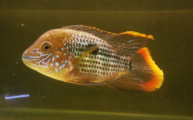 Бирюзовая акара - фото, как выглядит самец и самка, содержание в аквариуме, совместимость с другими рыбками, размеры, чем кормить