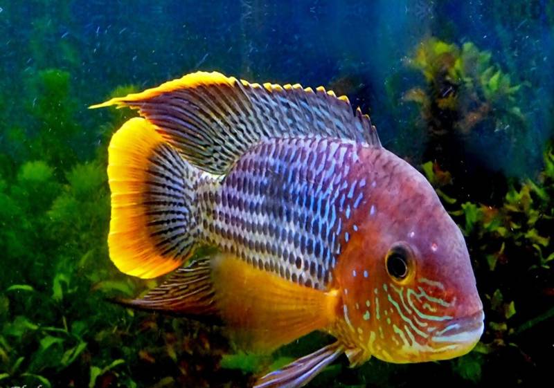 Бирюзовая акара - фото, как выглядит самец и самка, содержание в аквариуме, совместимость с другими рыбками, размеры, чем кормить
