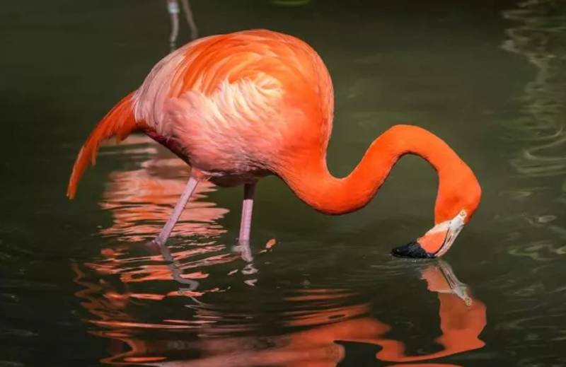 Фламинго - фото, описание, характеристики и внешний вид, водоплавающая птица или нет, фламинго и Красная книга