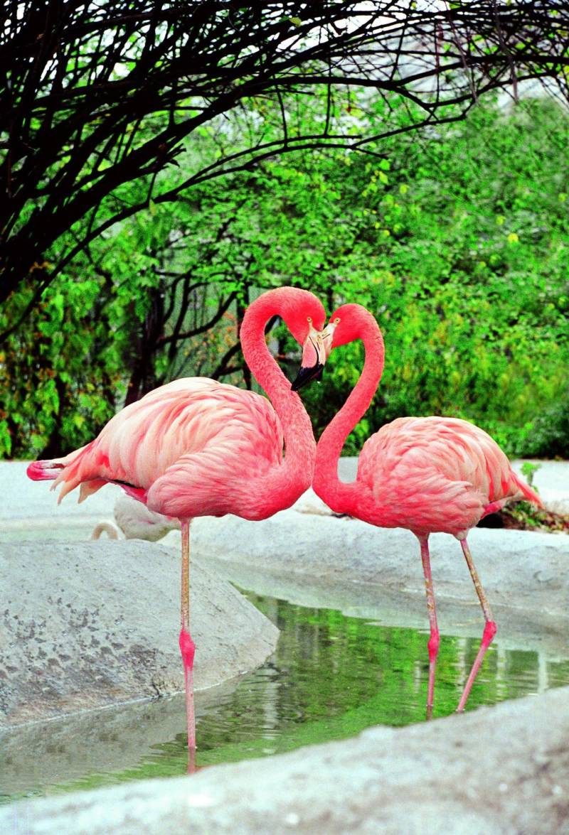 Фламинго - фото, описание, характеристики и внешний вид, водоплавающая птица или нет, фламинго и Красная книга