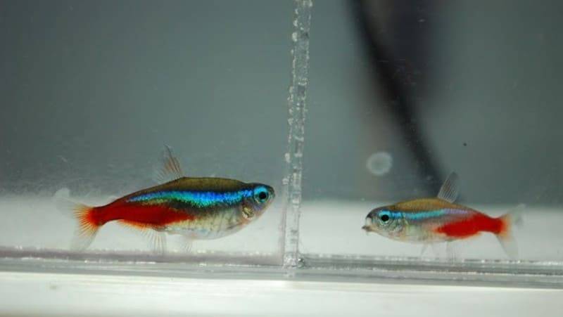Голубой неон - описание, внешний вид, размеры, содержание и разведение аквариумной рыбки в домашних условиях
