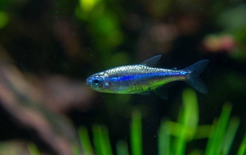 Голубой неон - описание, внешний вид, размеры, содержание и разведение аквариумной рыбки в домашних условиях