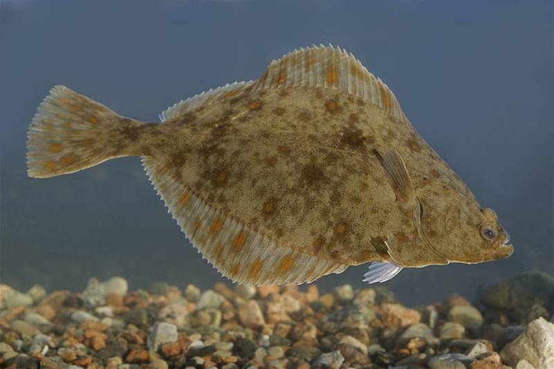 Камбала - морская рыба: описание, внешний вид, характеристики, размеры и вес + фото
