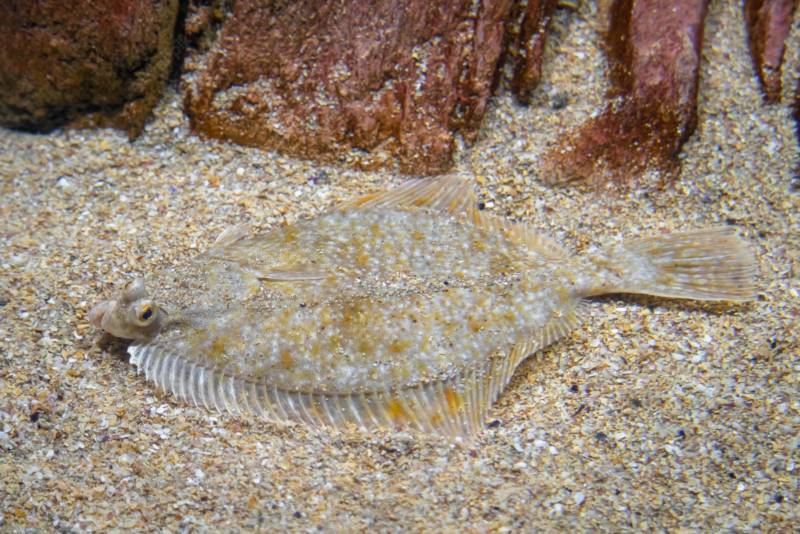 Камбала - морская рыба: описание, внешний вид, характеристики, размеры и вес + фото