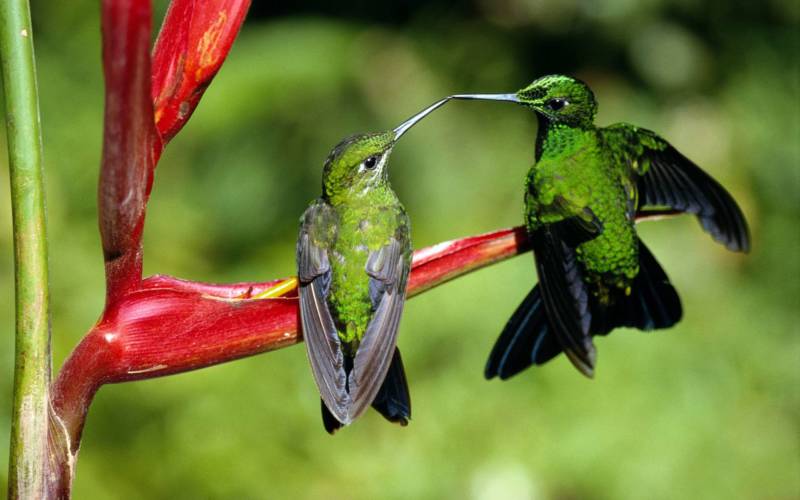 Колибри - размеры, масса, оперение, описание и характеристики, фото самой маленькой птицы в мире