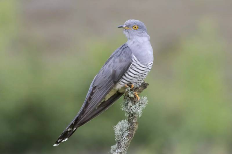 Кукушка - фото птицы, зимующая или перелетная, как выглядит гнездо, оперение, окрас и голос, виды