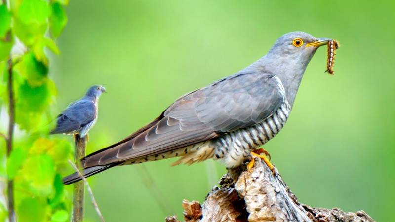 Кукушка - фото птицы, зимующая или перелетная, как выглядит гнездо, оперение, окрас и голос, виды