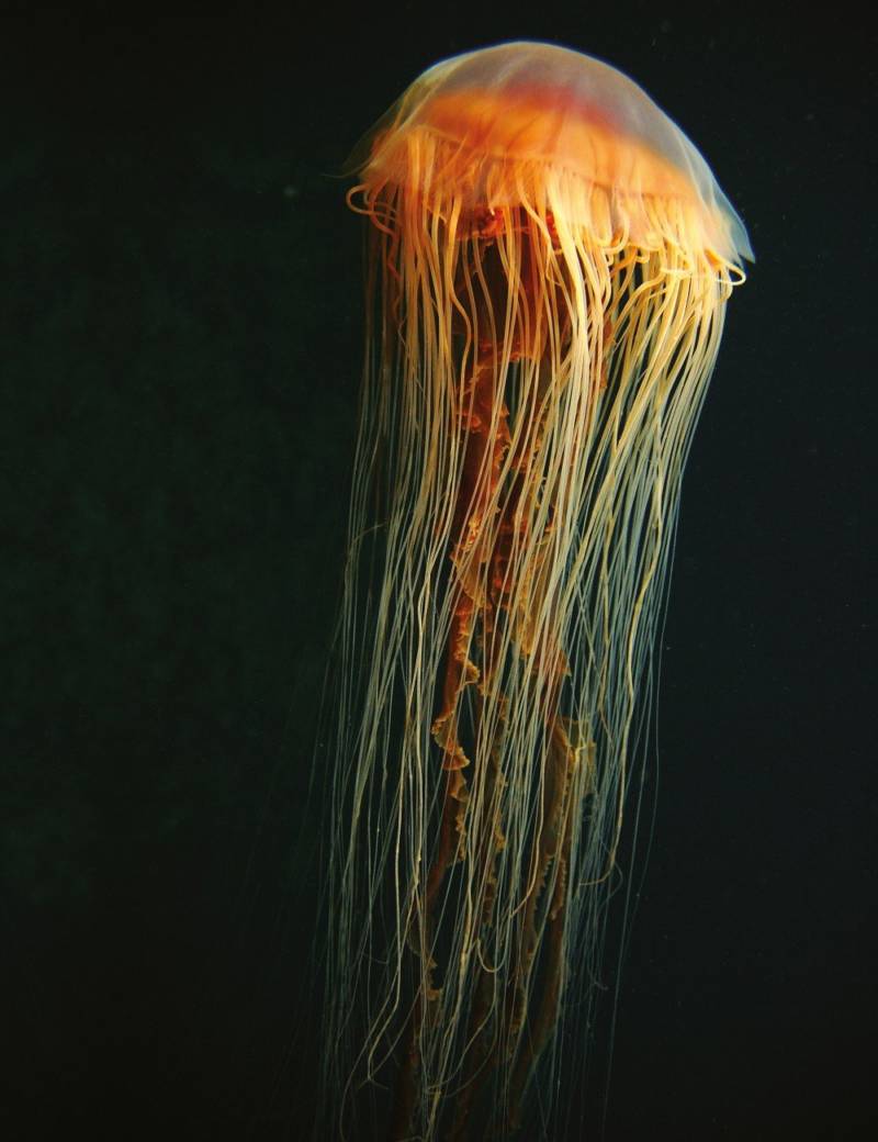 Морская оса - где обитает самая опасная в мире медуза, описание, внешний вид и характеристики, фото в природе