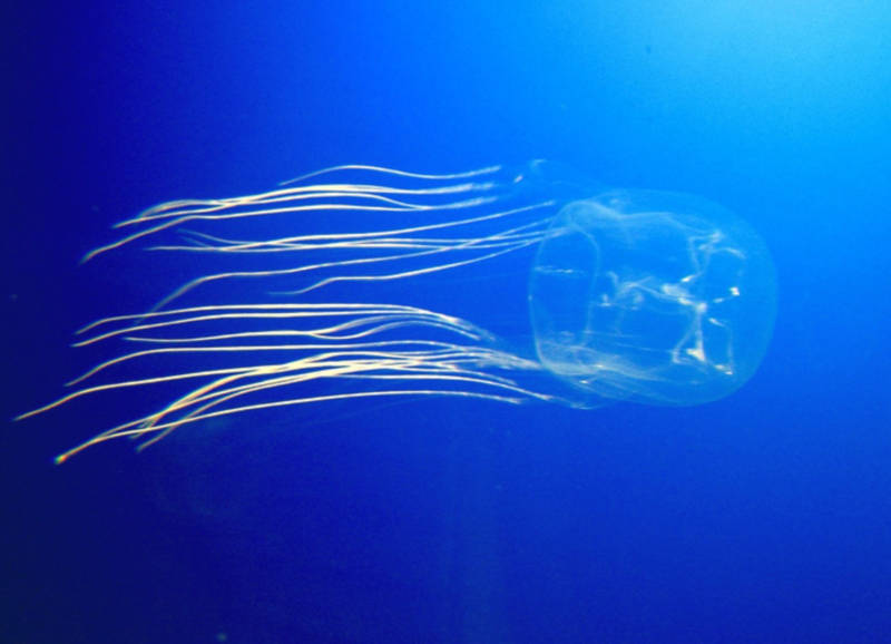 Морская оса - где обитает самая опасная в мире медуза, описание, внешний вид и характеристики, фото в природе