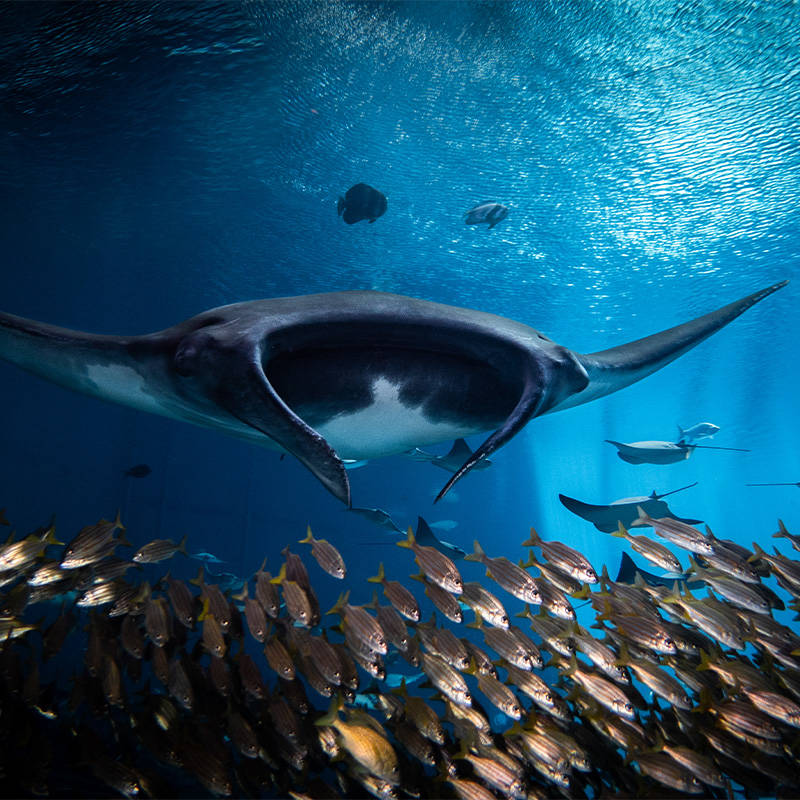 Морской дьявол - размеры, описание и характеристики гигантского ската, внешний вид, продолжительность жизни + фото