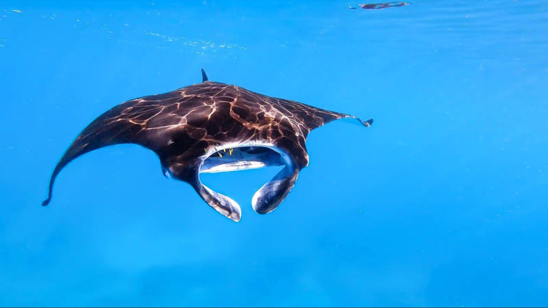 Морской дьявол - размеры, описание и характеристики гигантского ската, внешний вид, продолжительность жизни + фото