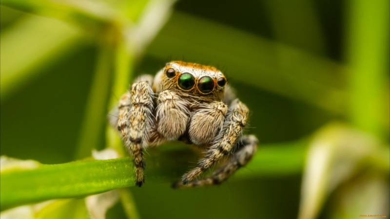 Паук скакун - общая информация, описание, внешний вид, питание, размножение, виды и фото в природе