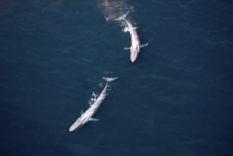Синий кит - размер, вес, ареал обитания, описание, характеристики, питание и размножение + фото животного