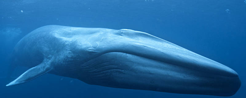 Синий кит - размер, вес, ареал обитания, описание, характеристики, питание и размножение + фото животного