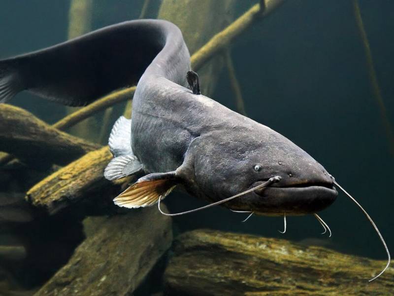 Сом - описание рыбы, внешний вид, где обитает, чем питается, размеры, вес и характеристики + фото