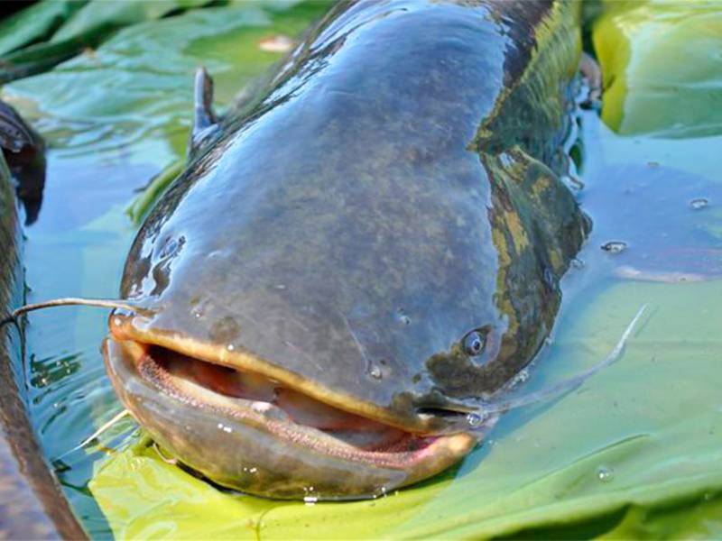 Сом - описание рыбы, внешний вид, где обитает, чем питается, размеры, вес и характеристики + фото