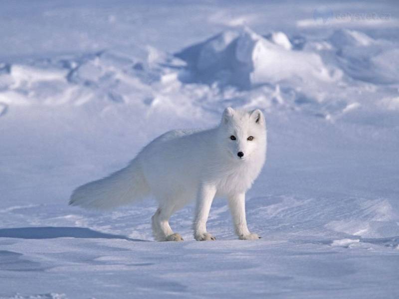 Песец - к какому семейству относится северное животное, внешний вид, описание, виды и фото в дикой природе