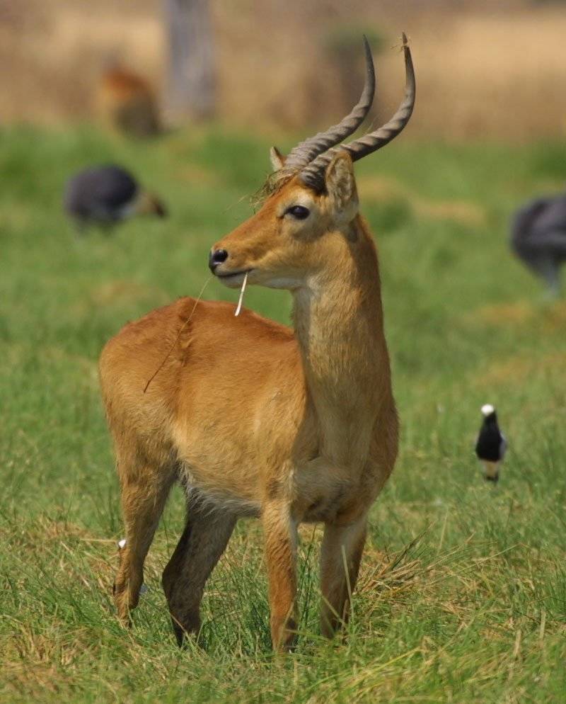 Антилопа - внешний вид и описание дикого животного, питание, природные враги, характеристики парнокопытного + фото