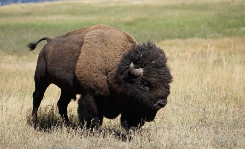 Бизон - описание травоядного животного северной Америки, питание, где обитает, фото как выглядит древнее животное