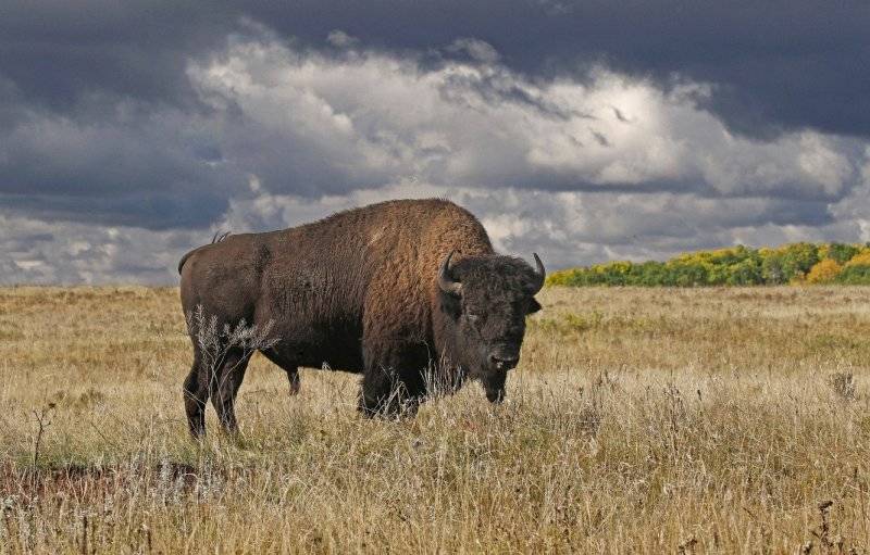 Бизон - описание травоядного животного северной Америки, питание, где обитает, фото как выглядит древнее животное