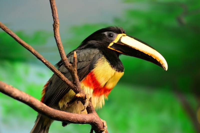 Тукан - фото и описание, где живет, чем питается, как выглядит птица с большим клювом