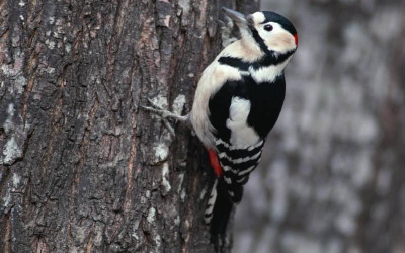 Дятел - перелетная птица или зимующая, внешний вид, виды + фото лесной птицы в естественной среде