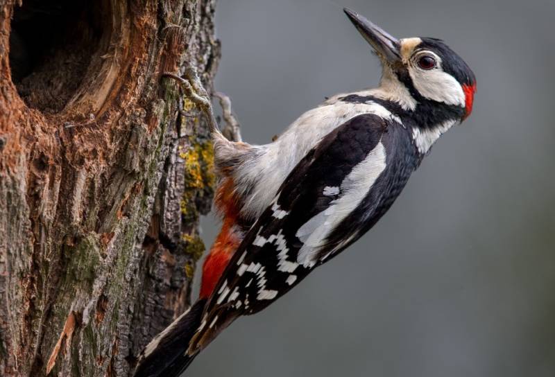 Дятел - перелетная птица или зимующая, внешний вид, виды + фото лесной птицы в естественной среде