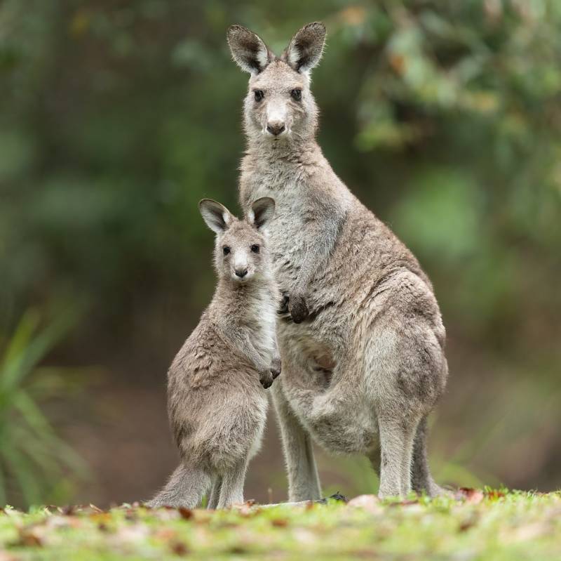 Кенгуру - уникальное животное Австралии, внешний вид, поведение и питание + фото в дикой природе