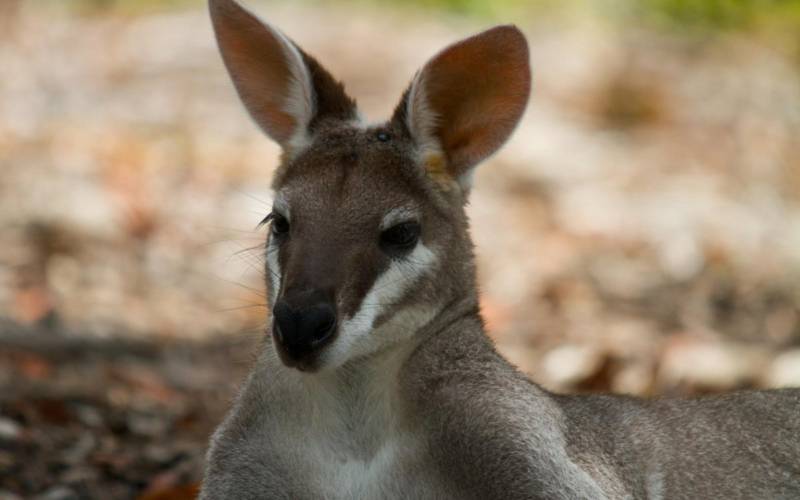 Кенгуру - уникальное животное Австралии, внешний вид, поведение и питание + фото в дикой природе