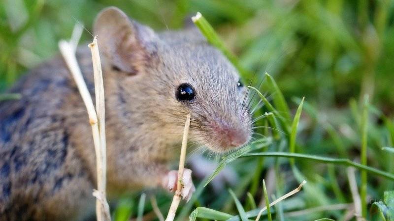 Питание лесных мышей