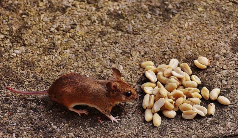 Мышь: к какому виду относится животное, описание, характеристики, питание и размножение + фото