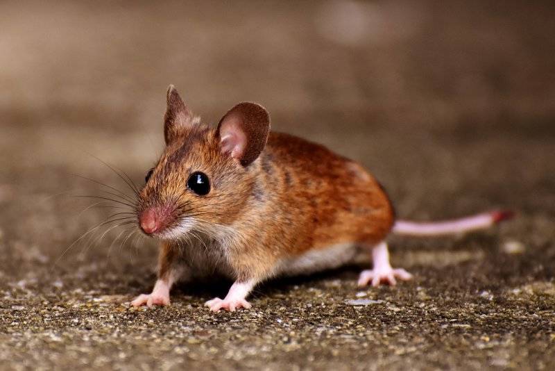 Мышь: к какому виду относится животное, описание, характеристики, питание и размножение + фото