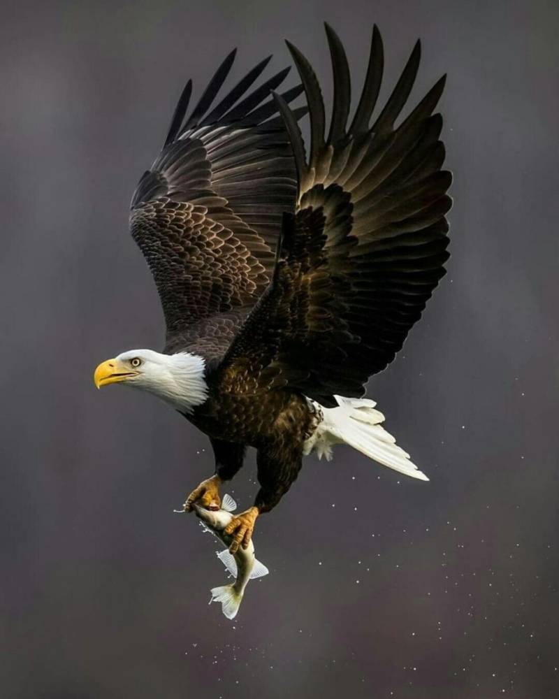 Орел - внешний вид, описание, виды, питание, размножение и фото хищной птицы в природе