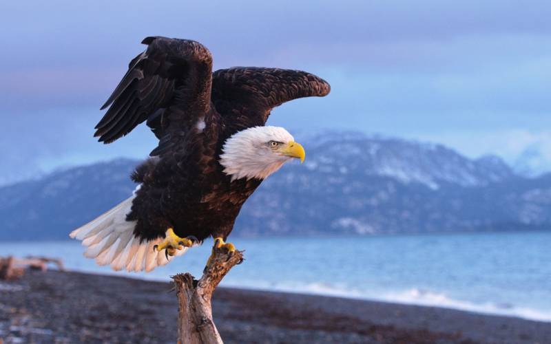 Орел - внешний вид, описание, виды, питание, размножение и фото хищной птицы в природе