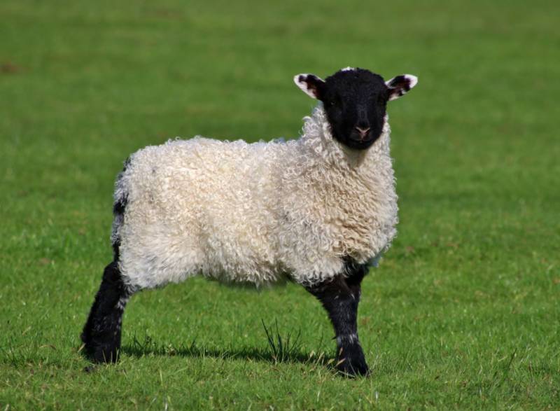 Овца - фото и описание сельскохозяйственного животного, к какому классу относится, внешний вид и питание