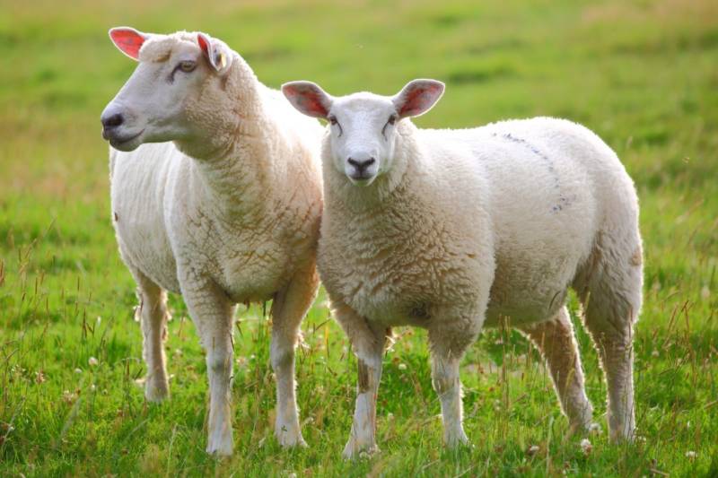 Овца - фото и описание сельскохозяйственного животного, к какому классу относится, внешний вид и питание