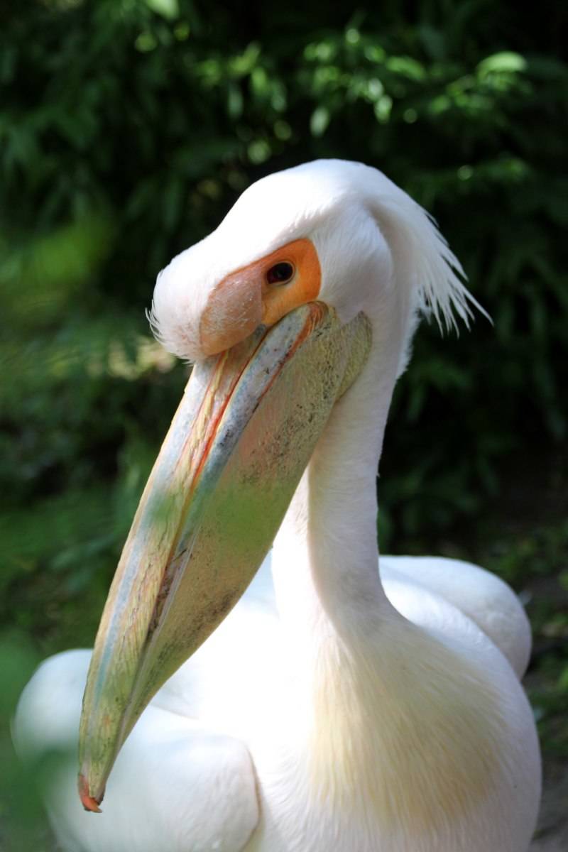 Пеликан - описание, характеристики, питание и виды большой водоплавающей птицы + фото в природе