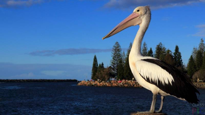 Пеликан - описание, характеристики, питание и виды большой водоплавающей птицы + фото в природе