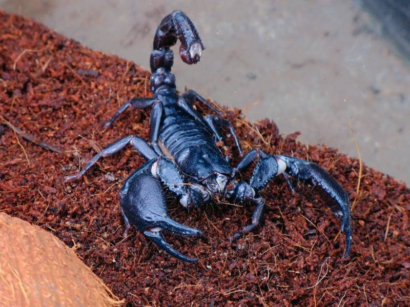 Скорпион - описание, питание, виды, размножение, природные враги, фото в природе
