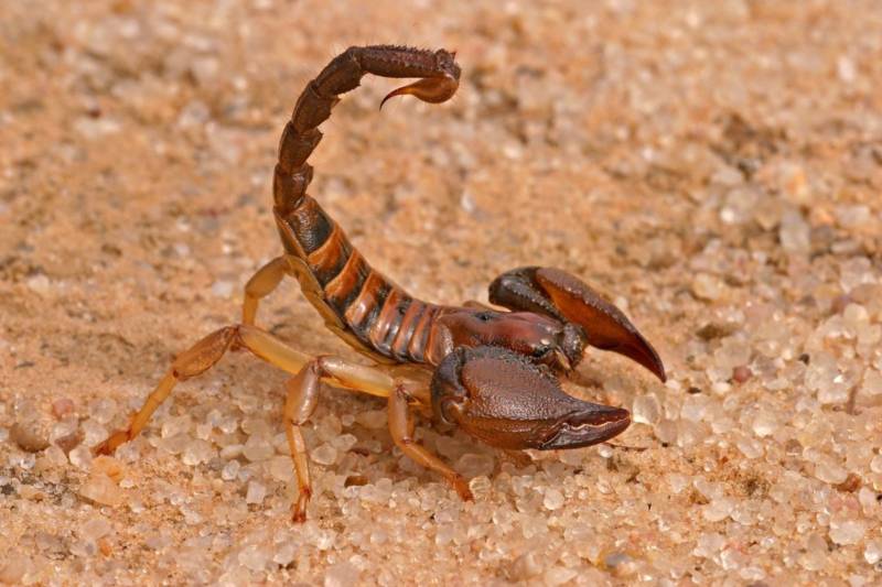 Скорпион - описание, питание, виды, размножение, природные враги, фото в природе