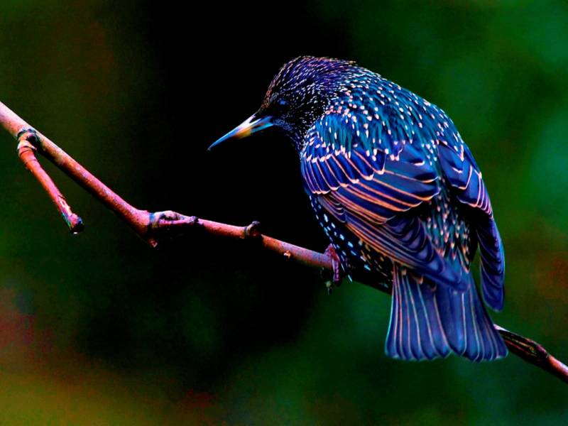 Скворец - описание, внешний вид, размер и голос, питание, зимующая птица или перелетная + фото в природе