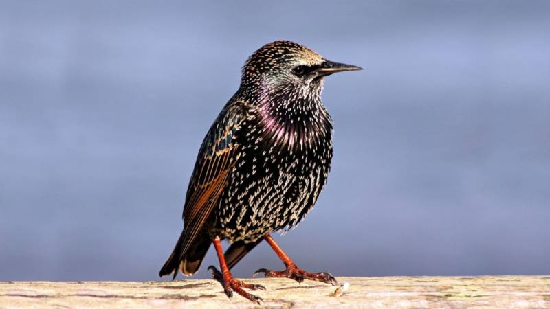 Скворец - описание, внешний вид, размер и голос, питание, зимующая птица или перелетная + фото в природе