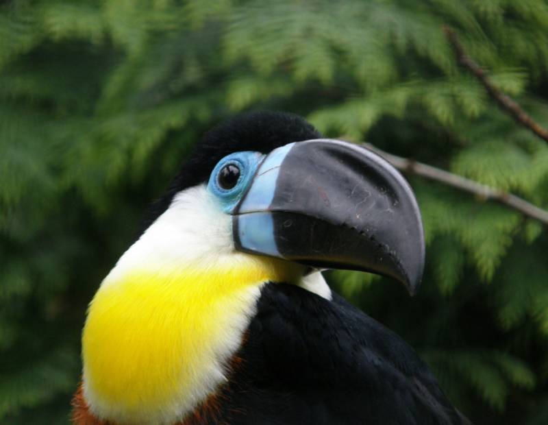 Тукан - фото и описание, где живет, чем питается, как выглядит птица с большим клювом