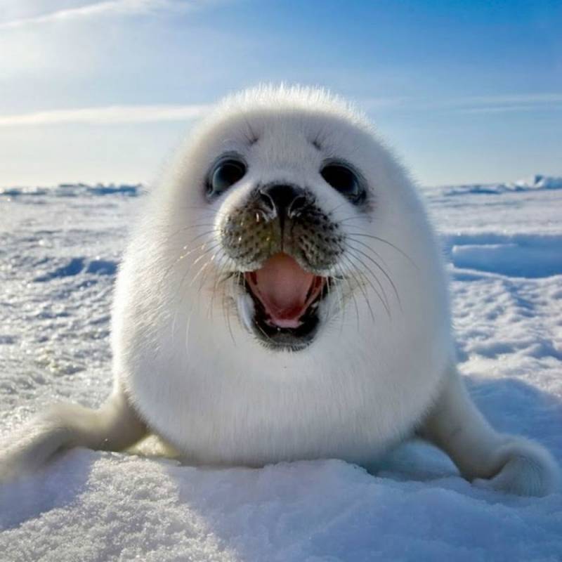 Тюлень - описание и внешний вид Арктического животного, питание, размножение + фото в дикой природе