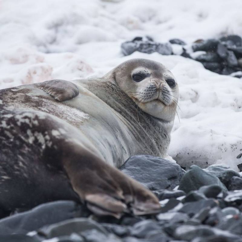 Тюлень - описание и внешний вид Арктического животного, питание, размножение + фото в дикой природе