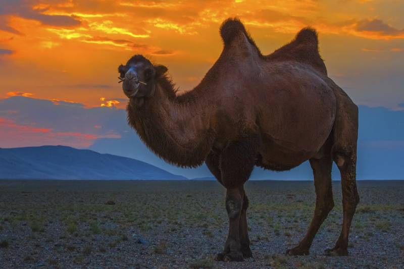 Верблюд - описание, как выглядит, чем питается, размножение и продолжительность жизни + фото в природе