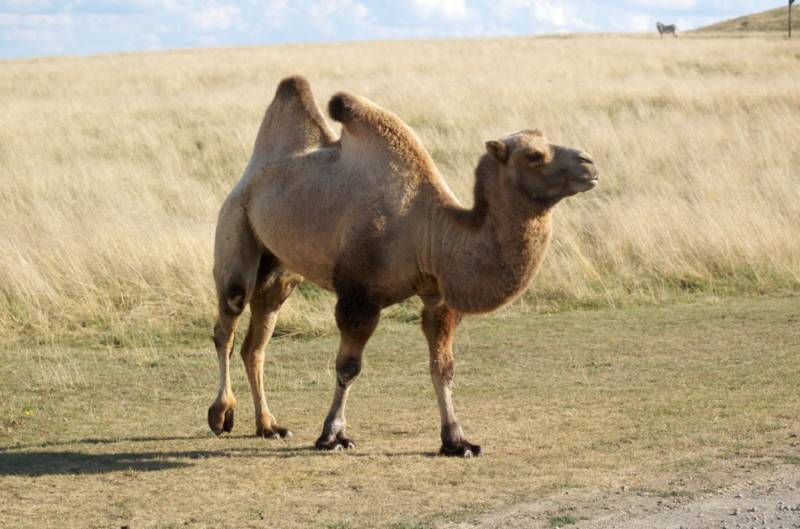 Верблюд - описание, как выглядит, чем питается, размножение и продолжительность жизни + фото в природе