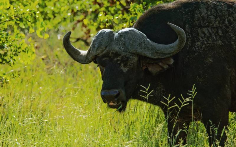 Африканский буйвол - описание и особенности животного, вес, где обитает, сколько весит эндемик Африки + фото