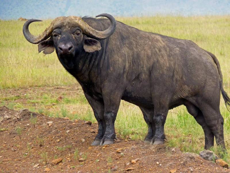 Африканский буйвол - описание и особенности животного, вес, где обитает, сколько весит эндемик Африки + фото