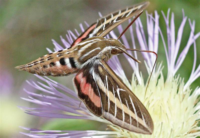 Бабочка бражник - семейство, размер, вред, описание как выглядит, что ест, где обитает и сколько живет + фото